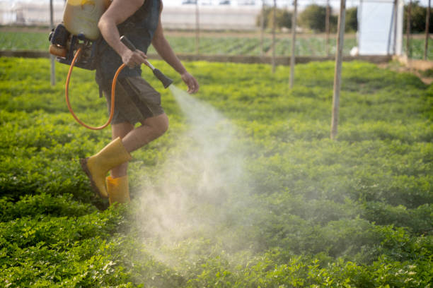 Best Ant Control Services  in Shirley, NY